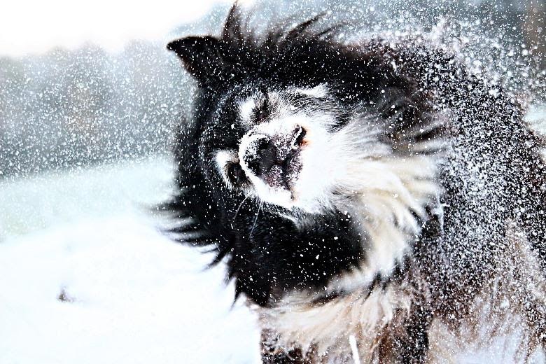 11 Tips to Make Sure Your Dog Doesn’t Gain Weight During Winter