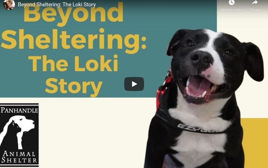 Beyond Sheltering: The Loki Story