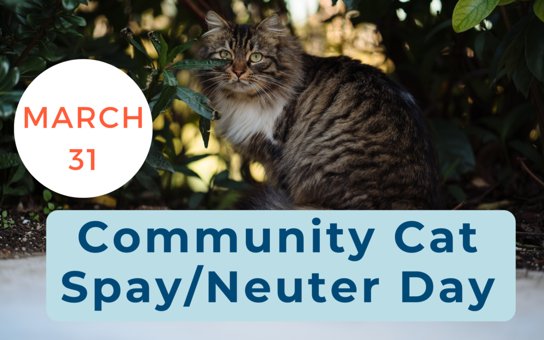 Community Cat Spay/Neuter Day at BTAA