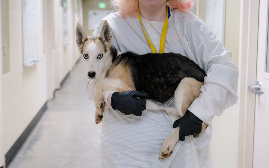 “Husky Case” dogs show signs of improvement – but there are more in need