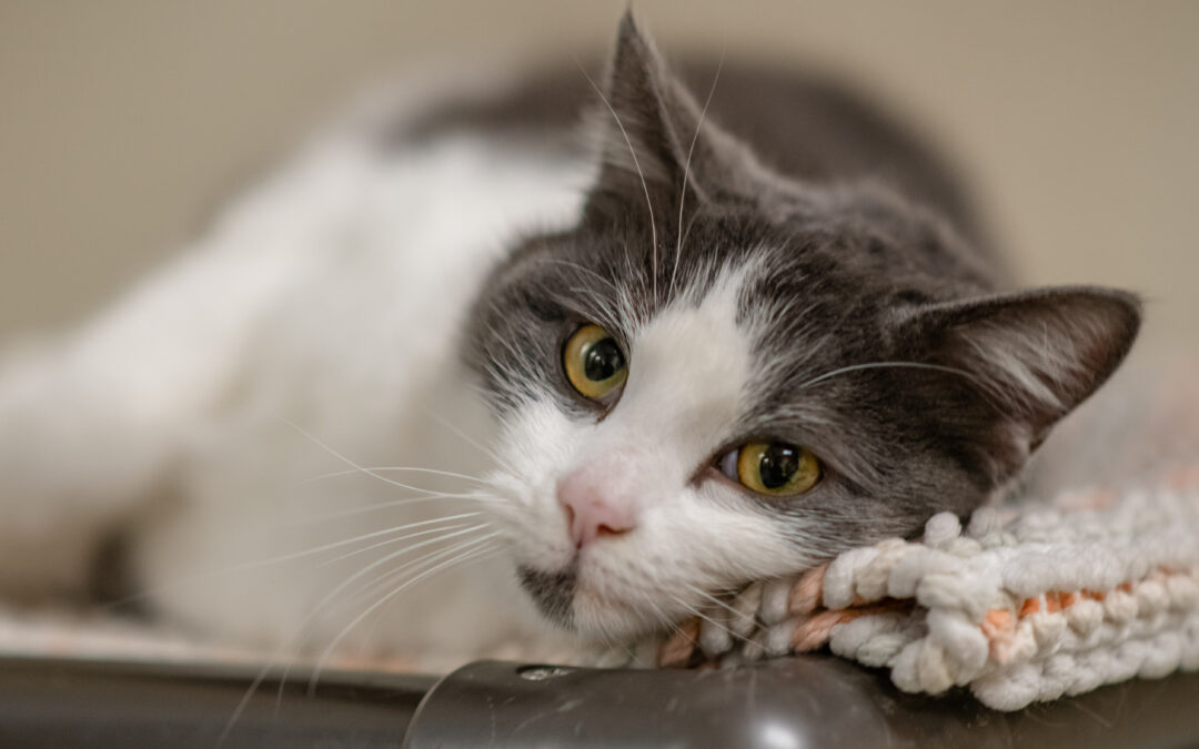 CATalyst grant funds feline care and research through Better Together Animal Alliance
