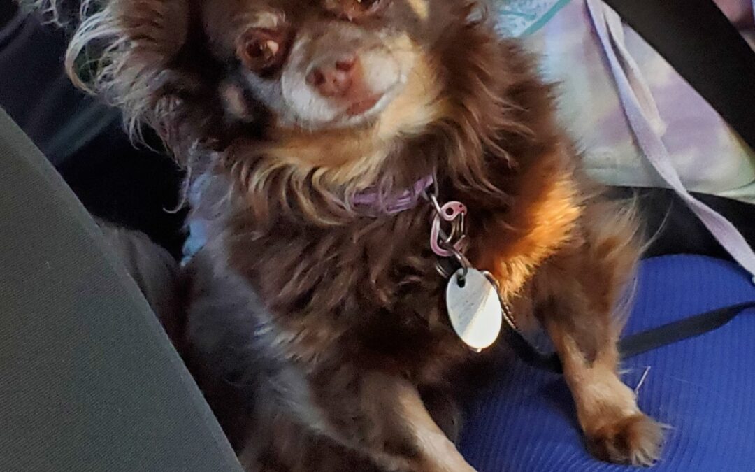Lost Female Chihuahua