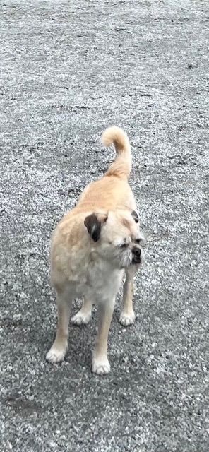 14 yr old blonde Pug Mix wandered from home in Ravenwood