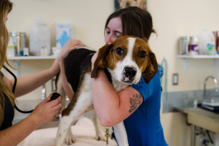 The BTAA medical team examines a dog.