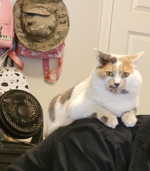 Missing Cat