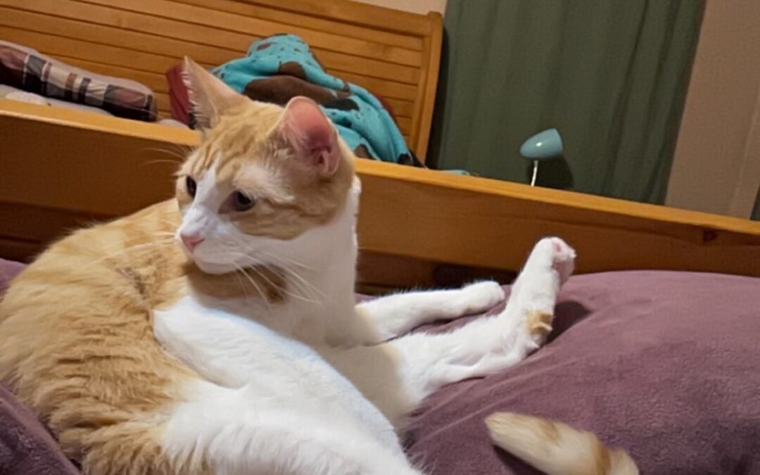 Missing cat