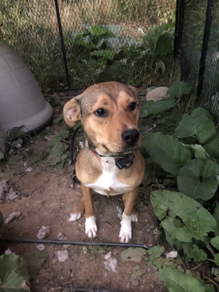Lost Pit bull mix | Better Together Animal Alliance