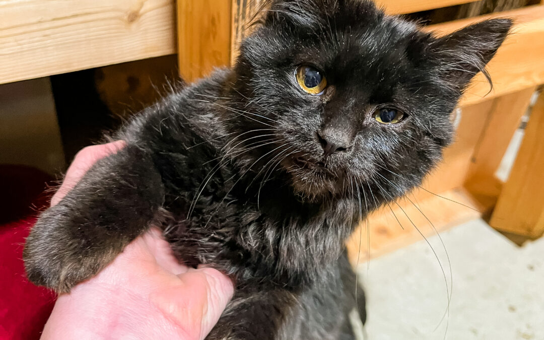 Found Black Kitten