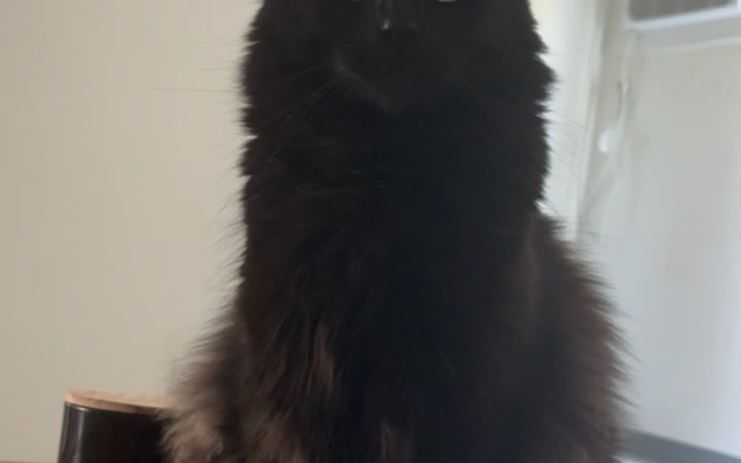 LOST CAT