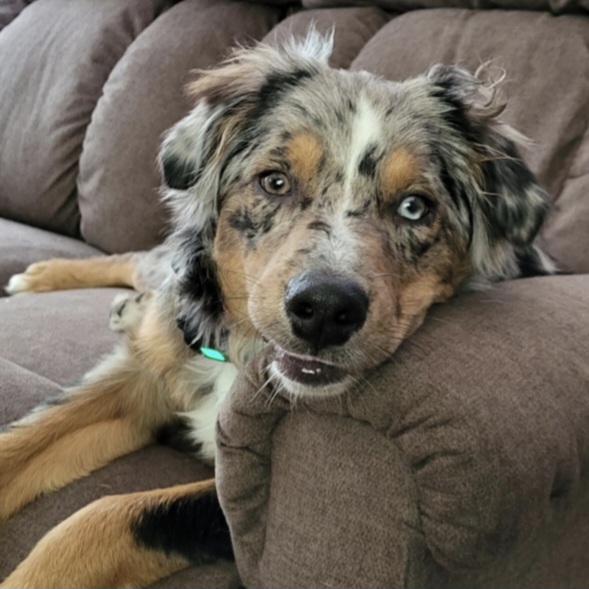 Lost Female Australian Shepherd Puppy