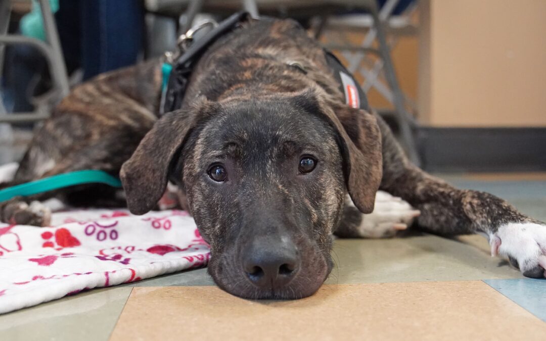 BISSELL Pet Foundation to Offer Sponsored Adoption Fees During Fall Empty the Shelters Event