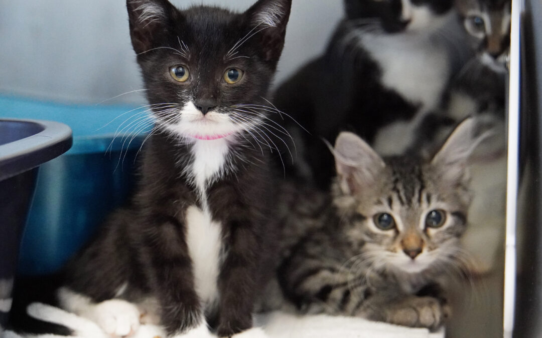 Better Together Animal Alliance Steps In to Help 250 Cats and Kittens in Need